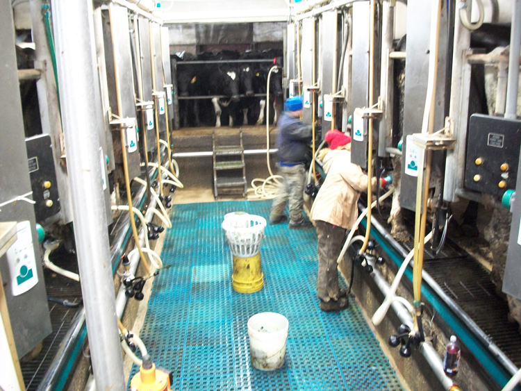 Workers milking cows on Steve Schmitz’s dairy farm in Richland Center, Wisconsin, in 2015. “It seems like workers and farmers are facing more problems surviving today,” Schmitz said.