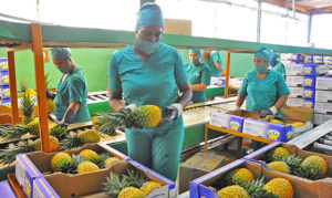 Workers pack pineapples in Ciego de Ávila, Cuba. Workers and farmers in Cuba are organizing to increase food production in face of capitalist crisis and stepped-up U.S. economic war.