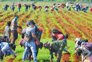 Organized by Union of Young Communists, Cuban workers and students do voluntary work weeding fields of cassava in Ciego de Ávila June 10, helping relieve country’s food shortages. 