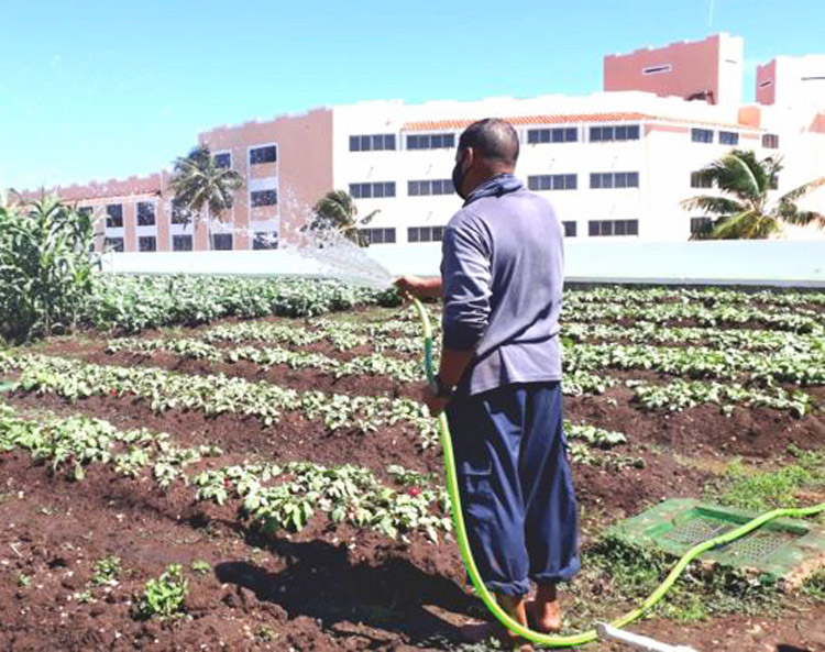 Ante la caída del turismo y recrudecimiento del embargo EUA, los trabajadores siembran terrenos en Hotel Meliá en Varadero, Cuba, para crear empleos y alzar producción de alimentos.