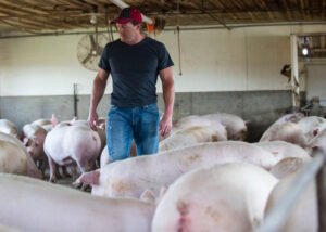 Jim Bartling, un granjero de Nebraska, temía que tendría que sacrificar a sus cerdos como tuvieron que hacerlo otros agricultores cuando patrones cerraron sus plantas procesadoras en abril.