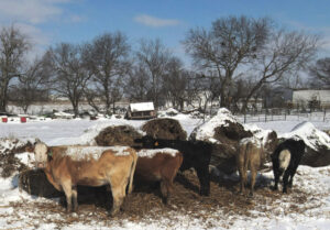 Cattle are fed hay on snow-covered farm in Waxahachie, Texas, in February. Working farmers in beef, dairy and vegetables have been hit hard with losses in the millions of dollars.