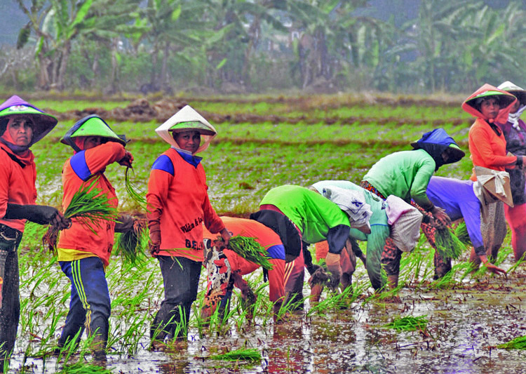 Farmers plant rice in West Java, Indonesia. President Joko Widodo told climate change conference that blanket ban on deforestation would affect lives of “millions of Indonesians.”