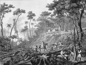 In class society, steps to expand world commerce and revolutionize means of production have simultaneously transformed such progress “into means of destruction of land and labor,” says Waters. Above, deforestation in colonial Brazil, early 1800s.