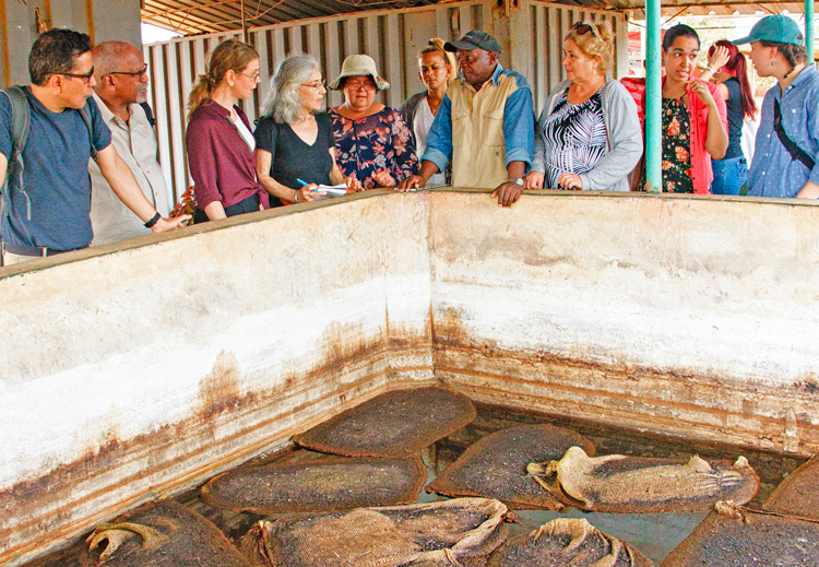 Cuban farmers with delegation of communists from U.S. and U.K. during visit to Cuban-Bulgarian Friendship Cooperative in Güines, Cuba, Feb. 24. They are looking at tank with tobacco leaf residue used to create tabaquina, a natural pesticide, to substitute for imported products that are difficult to obtain because of Washington’s 60-year-plus embargo.