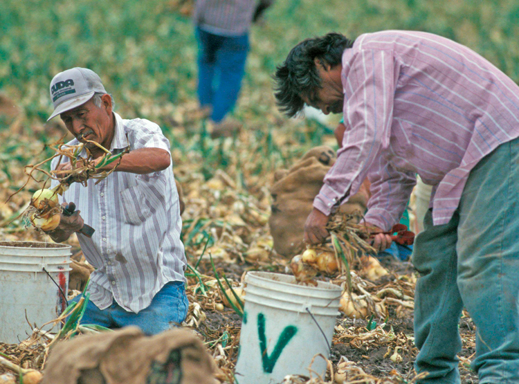 Farmworkers harvesting onions near Alamo, Texas. The SWP calls for amnesty for all workers living in the U.S. regardless of where they come from. Overcoming the divisions between immigrant and native-born workers is essential to beating back attacks by the bosses.