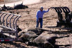 Rancher collects cattle killed in Smokehouse Creek Fire in Skellytown, Texas, March 1.