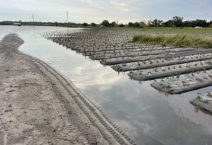 Crops on Karl Butts’ farm destroyed by flooding after wind, 15 inches of rain from Hurricane Milton. Densely populated parts of Central Florida were hit by deadly tornadoes spun off from storm Oct. 9. Billions of dollars in losses were caused to farmers and other producers in region.