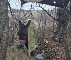 After massive losses of men, vehicles and equipment over three years, Moscow is now forced to use donkeys to bring ammunition and supplies to troops on front line in Ukraine.