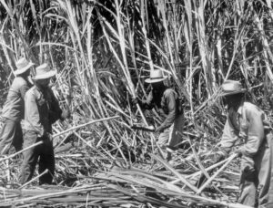 Por décadas, miles de japoneses trabajaron en cañaverales en Hawái. Durante Segunda Guerra Mundial los gobernantes norteamericanos les suspendieron el derecho al hábeas corpus.
