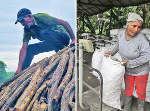 Charcoal, produced to export for barbecuing in southern Europe, reaps much-needed hard currency for Cuba. Made from marabú, left, an invasive shrub on uncultivated land, its production creates jobs and clears land for agriculture. And it’s used for cooking during blackouts.