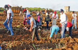 The July 26 Agricultural Production Cooperative in Abreus, Cuba, one of many cooperatives hard hit by lack of fuel due to the U.S. blockade, has been forced to make shifts to continue production. Above, cooperative members during massive sugarcane planting drive in 2021.